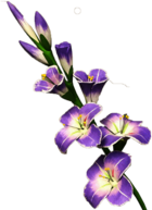 Decorative Gladiolus
