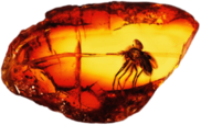 Amber With Large Mosquito
