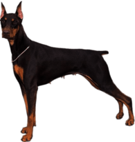 Doberman Pinscher