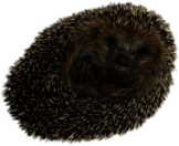 Hedgehog Rolled Up