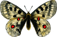 White Vintage Butterfly