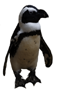 Small Penguin