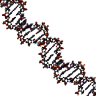 DNA String Model