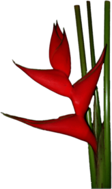 Red Heliconia