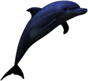 Dolphin