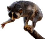 Slow Loris Giving Paw