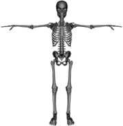 Esqueleto 3D con brazos extendidos