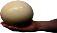 Ostrich Egg