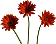 Gerbera Trio