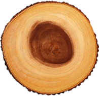 Cross Section Of Tree Trunk