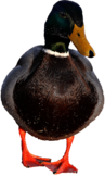 Duck Male
