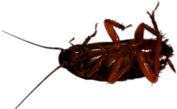 Cockroach on Its Back
