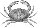 Red Crab Illustration