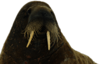 Walrus Close Up