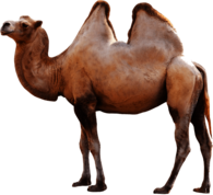 Camel