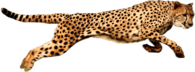 Cheetah Running