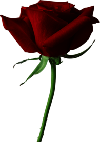 Large Red Rose Close Up