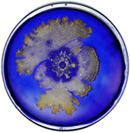 Bacteria In Petri Dish