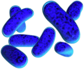 Escherichia Coli Bacteria