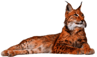Lynx Lying Down