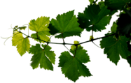 Grapevine Leaves
