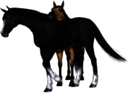 Horses Black and Brown Drawing