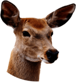 Female Deer Close Up