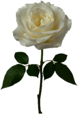 Single White Rose