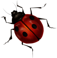 Ladybug