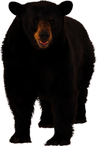 Large Brown Bear
