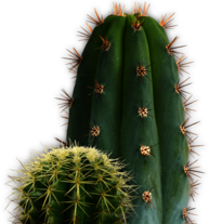 Small and Large Cactus