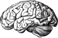 Brain Old Drawing