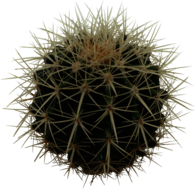 Sphere Cactus