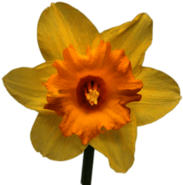 Daffodil