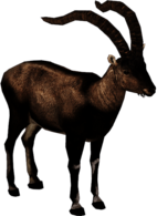 Pyrenean Ibex