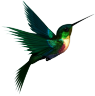 Hummingbird Up
