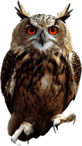 Owl Front