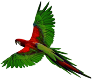 Flying Parrot Open Wings