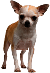 Chihuahua Face Dog