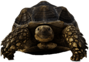 Tortoise Front View