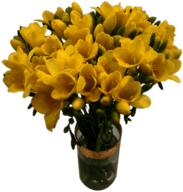 Bouquet Of Yellow Freesias