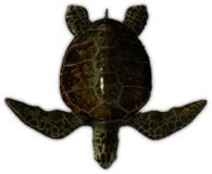 Sea Turtle Top View