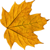 Yellow Maple Leaf