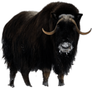 Musk Ox In Winter