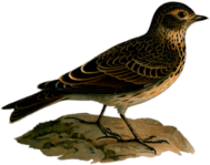 Skylark Illustration