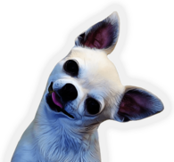 Chihuahua Face Side