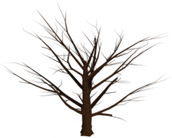 Dead Tree Empty Branches