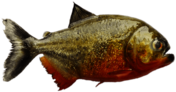 South American Piranha