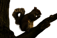 Squirrel on Tree Branch