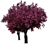 Spring Cherry Blossoms